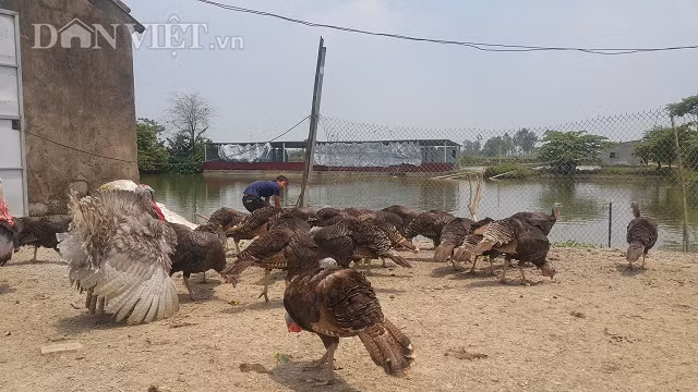 Trên bờ thì anh Dũng nuôi gà tây còn dưới ao anh tận dụng thả cá và nuôi bèo tây cho gà ăn.