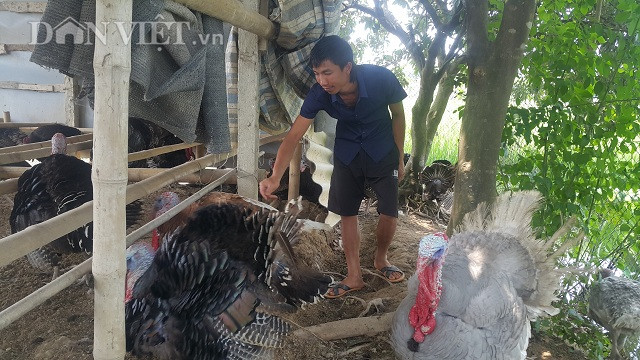 Anh Phạm Văn Dũng đang đi kiểm tra đàn gà khổng lồ-gà tây của gia đình mình.