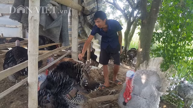 Anh Phạm Văn Dũng đang đi kiểm tra đàn gà khổng lồ-gà tây của gia đình mình.