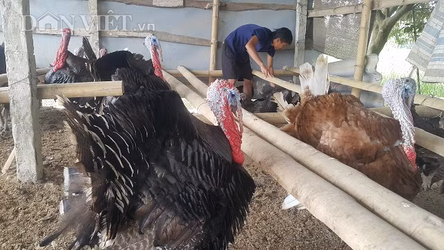 Trung bình một năm trang trại nhà anh Phan Văn Dũng xuất bán ra thị trường khoảng gần 10 tấn thịt gà thương phẩm