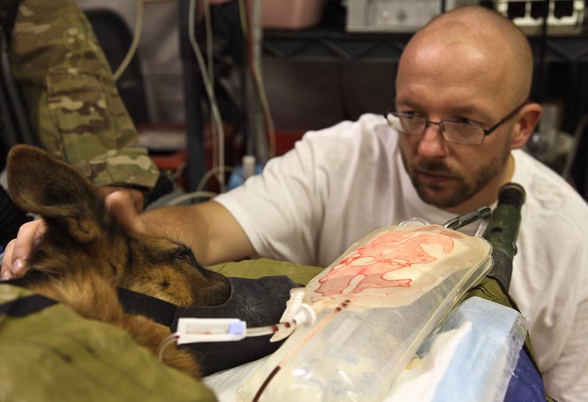 Luôn có những bác sỹ thú y chiến trường được huấn luyện để sơ cấp cứu và tiến hành phẫu thuật riêng cho những chiến binh đặc biệt này. Nguồn ảnh: Theatlantic.