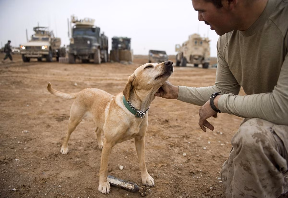 Ngoài những giờ phút chiến đấu những chú chiến binh 4 chân này vẫn luôn tỏ ra thân thiện với sỹ quan chỉ huy của mình. Nguồn ảnh: Theatlantic.