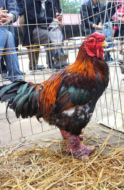 Một "ứng viên" nặng ký được nhiều người quan tâm, bàn tán.