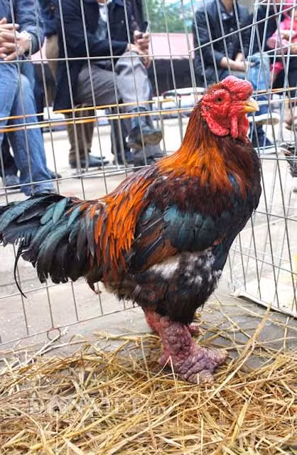 Một "ứng viên" nặng ký được nhiều người quan tâm, bàn tán.