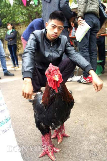 Gà trống thuần chủng được đánh giá cao bởi chiếc mào không sùi, ít tuổi, chân cân đối, đạt chuẩn độ cao, cân nặng, sinh sản tốt, lông màu mận.