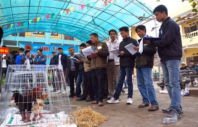 Cuộc thi với 3 nội dung chính là cặp đôi, thi đơn gà trống và thi đơn gà mái.