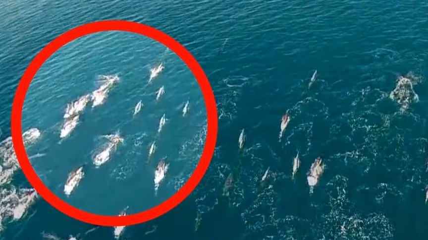 Thậm chí, một số người cho rằng, con người có thể có nguồn gốc từ một trong những loại nàng tiên cá huyền thoại. Tuy nhiên, chưa có trường hợp nào có những bằng chứng xác đáng chứng minh nàng tiên cá - sinh vật trong thần thoại có thật.