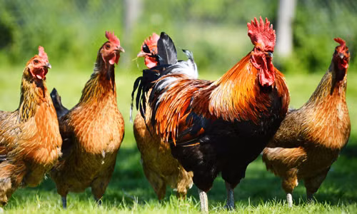 Từ lâu, gà trở thành vật nuôi được con người thuần hóa và gắn bó với cuộc sống thường nhật của chúng ta. Ý nghĩa hình tượng gà được các chuyên gia tìm hiểu và có những phát hiện bất ngờ.