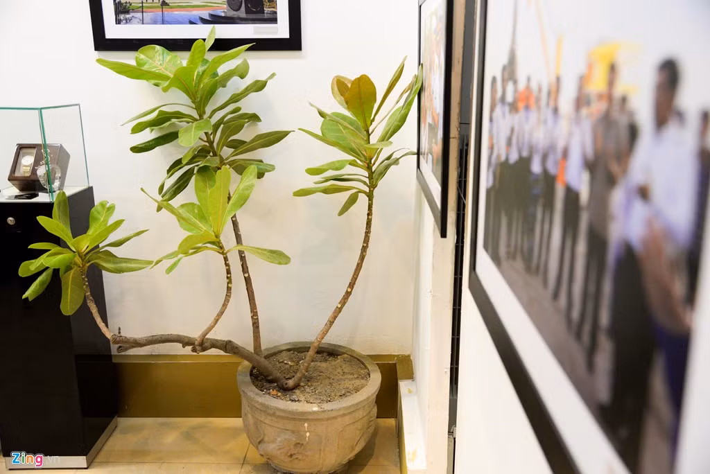 Cùng với trưng bày ảnh, triển lãm còn mang đến một số hiện vật sống động của Trường Sa với sự hỗ trợ của Bảo tàng Hải quân – Bộ Tư lệnh Hải quân trưng bày các kỷ vật gửi về từ các đảo Trường Sa như cây bàng vuông.