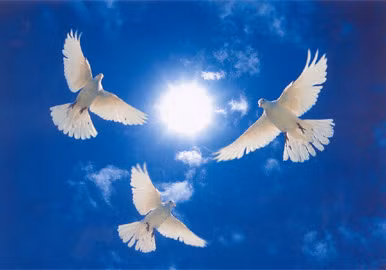 Thế giới có một khoảng thời gian hòa bình: Năm 2017 còn được Nostradamus tiên đoán rằng, dịch bệnh sẽ được dập tắt, thế giới trở nên "nhỏ bé" hơn và trong một thời gian dài, con người sẽ sống trong hòa bình. Mọi người có thể đi du lịch một cách an toàn bằng đường hàng không và đường biển. Tuy nhiên, sau đó, cuộc chiến sẽ lại bắt đầu một lần nữa.