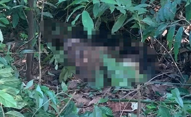 Theo hồ sư vụ án, khoảng 10h ngày 11/10/2021, trên đường đi làm nương, anh Chảo A Quẩy (SN 1985, trú tại bản Phìn Thàng, xã Tả Phìn, huyện Sìn Hồ, Lai Châu), phát hiện một xác chết tại khu rừng tái sinh thuộc bản Sòng Bảng, xã Tả Phìn. Phát hiện nạn nhân là bà Chéo Mỹ N., người cùng xã, anh Quẩy vội băng rừng về báo chính quyền xã. Ngay lập tức, thông tin về cái chết bất thường giữa rừng vắng của bà N. được chuyển đến Công an huyện Sìn Hồ và Phòng Cảnh sát hình sự, Công an tỉnh Lai Châu. (Ảnh minh họa, nguồn ảnh Báo Giao Thông) 