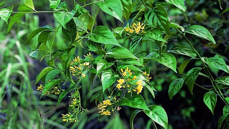 Sau khi chuẩn bị được lễ vật, ngày 6/10, bà Nải đã gặp Triệu Vạn Phúc và đưa cho hắn số tiền 22 triệu đồng. Phúc nói với nạn nhân là không được kể với ai, nếu không việc cúng sẽ mất thiêng… Sau đó, Phúc trở về lên rừng tìm lá ngón mang về nấu lấy nước cho vào chai nhựa. Đến ngày 10/10, Triệu Vạn Phúc mang theo chai nước lá ngón và hẹn bà N. lên khu rừng tái sinh thuộc xã Tả Phìn, huyện Sìn Hồ cúng giải quyết mâu thuẫn cho bà N.. Trong quá trình làm lễ, Phúc đưa cho bà N. uống chai nước nấu lá ngón để đầu độc. (Ảnh minh họa) 