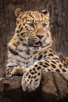 Ngoài bề ngoài thì báo hoa mai và báo đốm Mỹ còn khác nhau về thói quen sinh sống. Báo đốm Mỹ, đã quen với cuộc sống trong các rừng mưa nhiệt đới, thích sống gần nước, trong khi báo hoa mai thông thường là tránh ẩm ướt, và là sống trên cây nhiều hơn. Báo săn, mặc dù sống lẫn trong khu vực sinh sống của báo hoa mai, cũng rất dễ phân biệt. Báo hoa mai nặng hơn, rắn chắc hơn, có đầu to (theo tỷ lệ với cơ thể), và có các hoa thị hơn là các đốm.