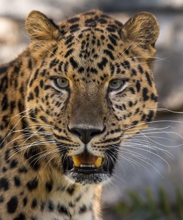 Mới đây, cơ quan chức năng tiến hành kiểm tra và phát hiện Khu du lịch Tây Thành, công viên nước Củ Chi (xã Phước Vĩnh An, huyện Củ Chi, TP HCM) có dấu hiệu nuôi nhốt trái phép động vật quý hiếm, cụ thể, khu du lịch này nuôi nhốt trái phép 3 con báo hoa mai (2 con nặng hơn 5kg, khoảng 3 tháng tuổi và 1 con 9kg, gần 2 năm tuổi). 3 con báo thuộc danh mục loài nguy cấp quý hiếm được ưu tiên bảo vệ. Sau đó, Thảo Cầm Viên Sài Gòn đã tiếp nhận 3 con báo hoa mai từ cơ quan chức năng để nuôi tạm.