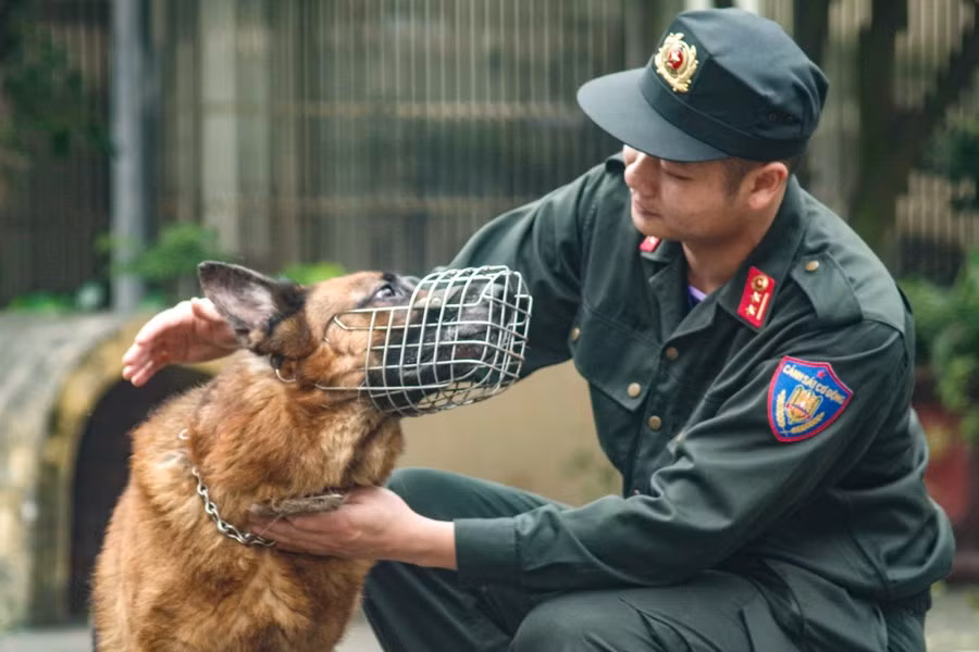 Mỗi cán bộ, chiến sỹ ở đại đội đều gắn bó với một chó nghiệp vụ từ khi huấn luyện 6 tháng ở Bộ tư lệnh Cảnh sát cơ động đến khi về đơn vị và tiếp tục huấn luyện, chiến đấu