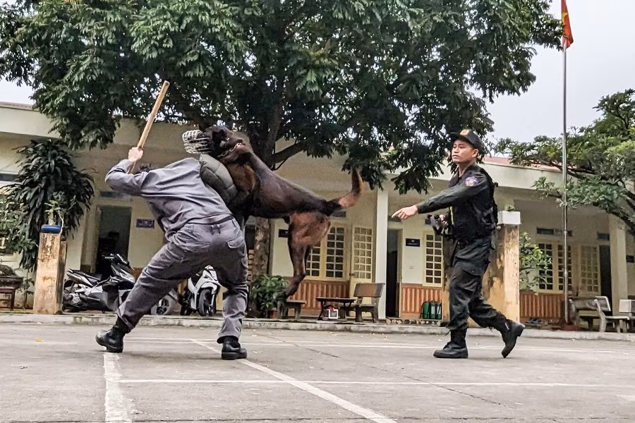 Chó nghiệp vụ có khả năng trấn áp tội phạm rất tốt, giúp ích cho công tác của lực lượng Cảnh sát cơ động