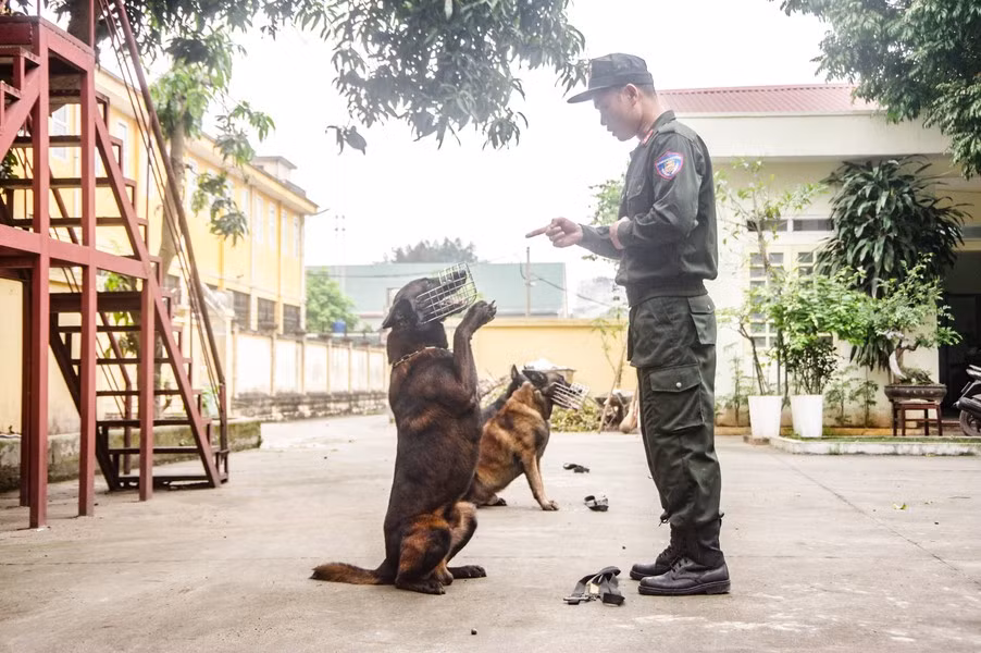 Chúng được xem như những “vũ khí sống”, trợ thủ chiến đấu đắc lực trong công tác đấu tranh, phòng chống tội phạm