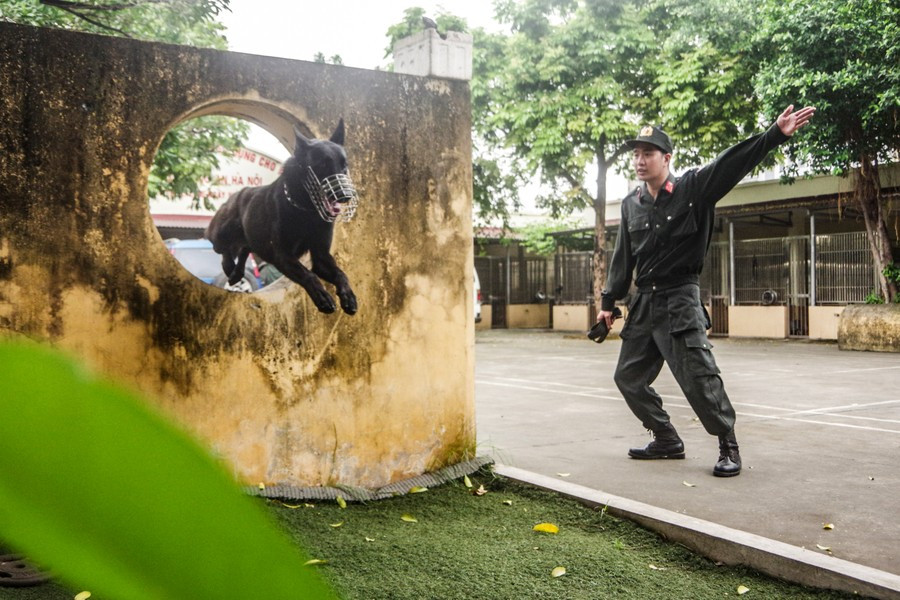Những động tác khó cũng được chó nghiệp vụ thực hiện thuần thục