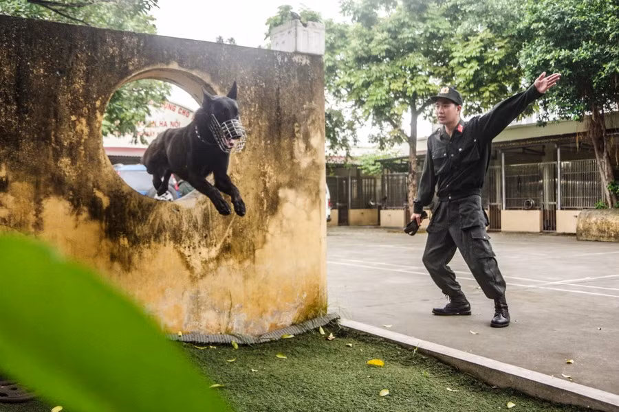 Những động tác khó cũng được chó nghiệp vụ thực hiện thuần thục