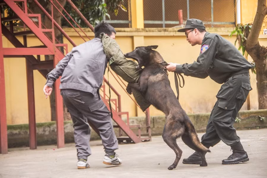 ...những cú táp của chó nghiệp vụ rất nguy hiểm, có thể gây chấn thương nặng cho cán bộ, chiến sỹ tham gia huấn luyện nếu không chuẩn bị kỹ càng