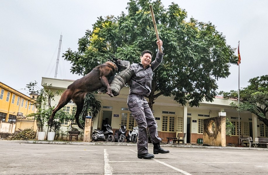 Những tình huống tấn công tội phạm của chó nghiệp vụ được tập luyện hàng ngày, sẵn sàng cho công tác chiến đấu