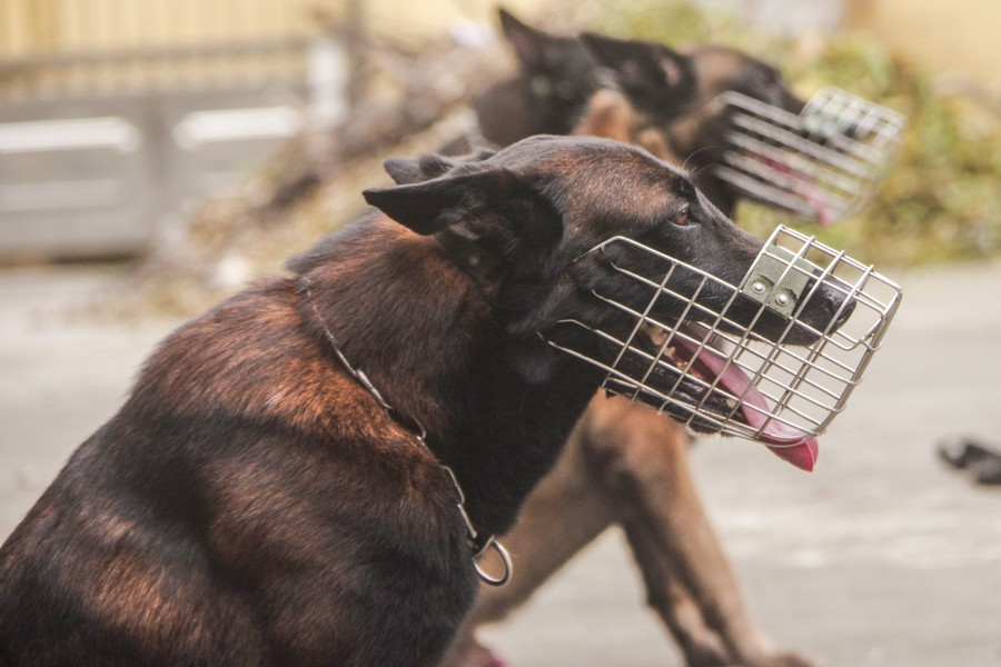 Những chú chó nghiệp vụ của Cảnh sát cơ động CATP Hà Nội là chó Malinois hay còn gọi là Becgie Bỉ là giống chó nghiệp vụ nổi tiếng trên khắp thế giới