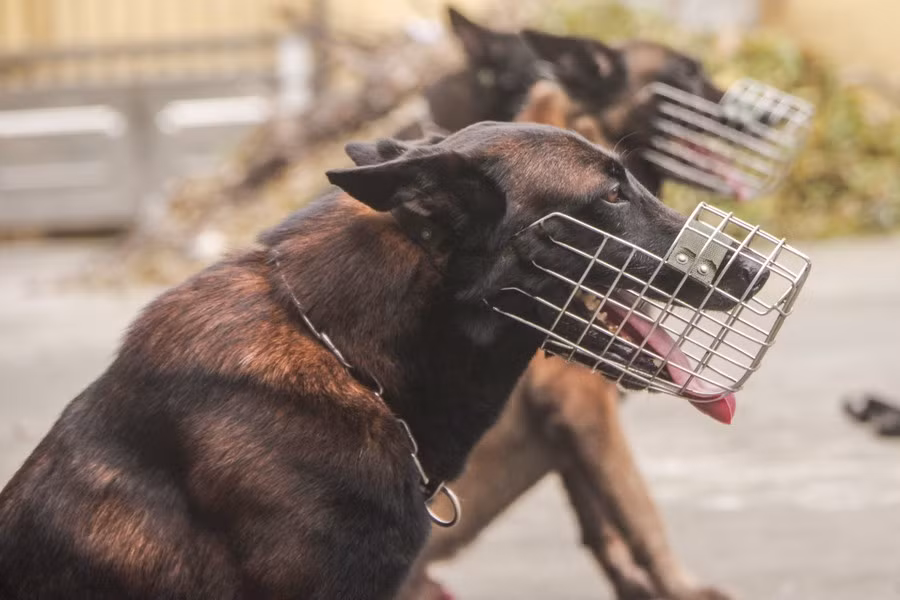 Những chú chó nghiệp vụ của Cảnh sát cơ động CATP Hà Nội là chó Malinois hay còn gọi là Becgie Bỉ là giống chó nghiệp vụ nổi tiếng trên khắp thế giới