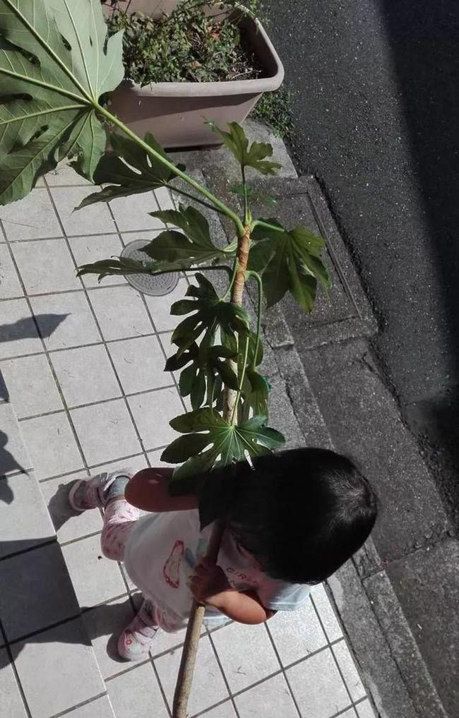 Cái cây hàng xóm vừa mới trồng đã bị con bé bật gốc không thương tiếc.