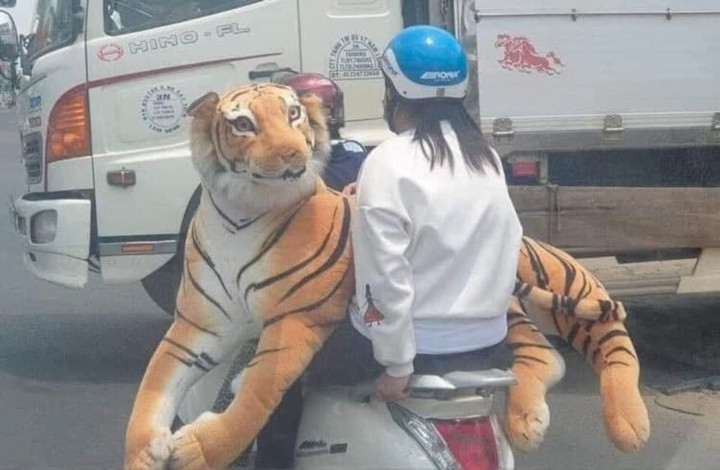 Một con hổ bông thân thiện dành cho những tâm hồn trẻ thơ.