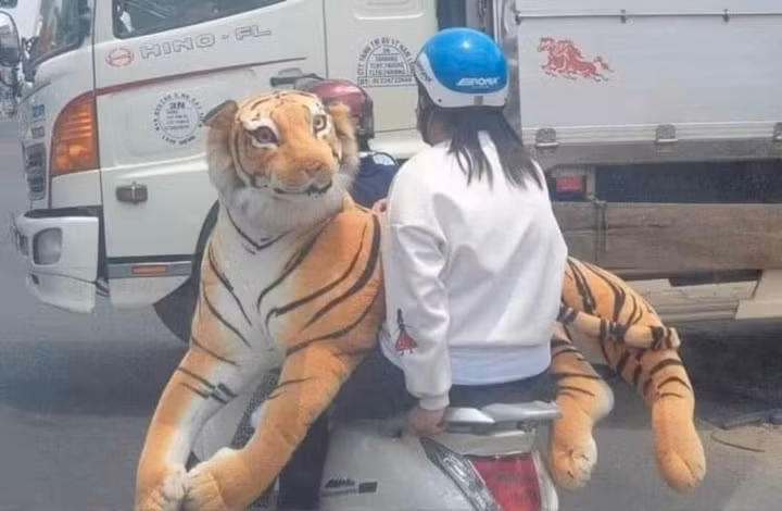 Một con hổ bông thân thiện dành cho những tâm hồn trẻ thơ.