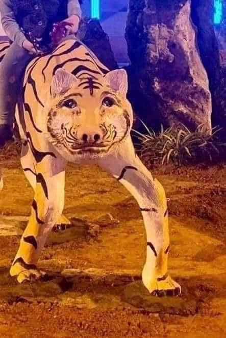"Năm nay đói kém nên cân nặng của hổ cũng không khấm khá là bao", "Năm nay tiết kiệm chi phí nên các anh có vẻ hơi gầy nhé, nếu bồi bổ thêm chút nữa thì đẹp",...là những bình luận của cư dân mạng.