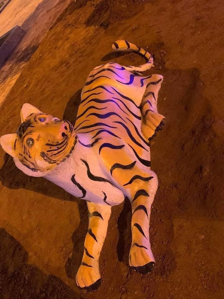 Hình ảnh những chú hổ gầy nhom đang được chia sẻ trên mạng xã hội.