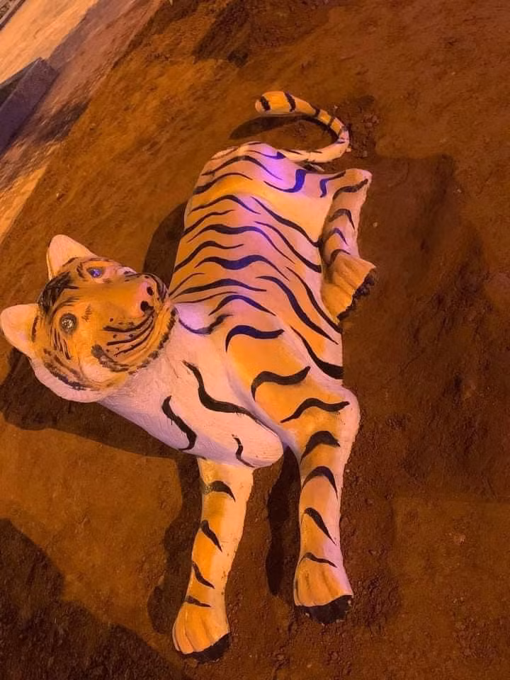 Hình ảnh những chú hổ gầy nhom đang được chia sẻ trên mạng xã hội.