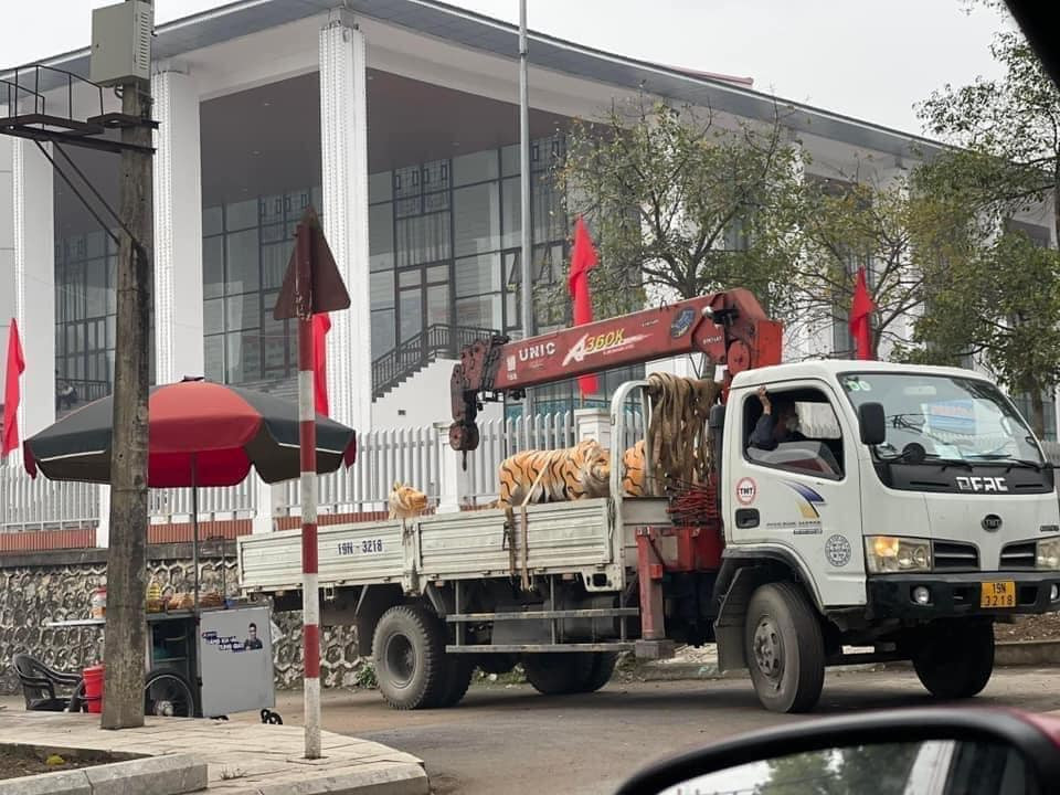 Vẫn chưa rõ những chú hổ này sẽ được đưa đi đâu và trong tương lai liệu rằng có con vật nào được thay thế tại khoảng đất trống này hay không.