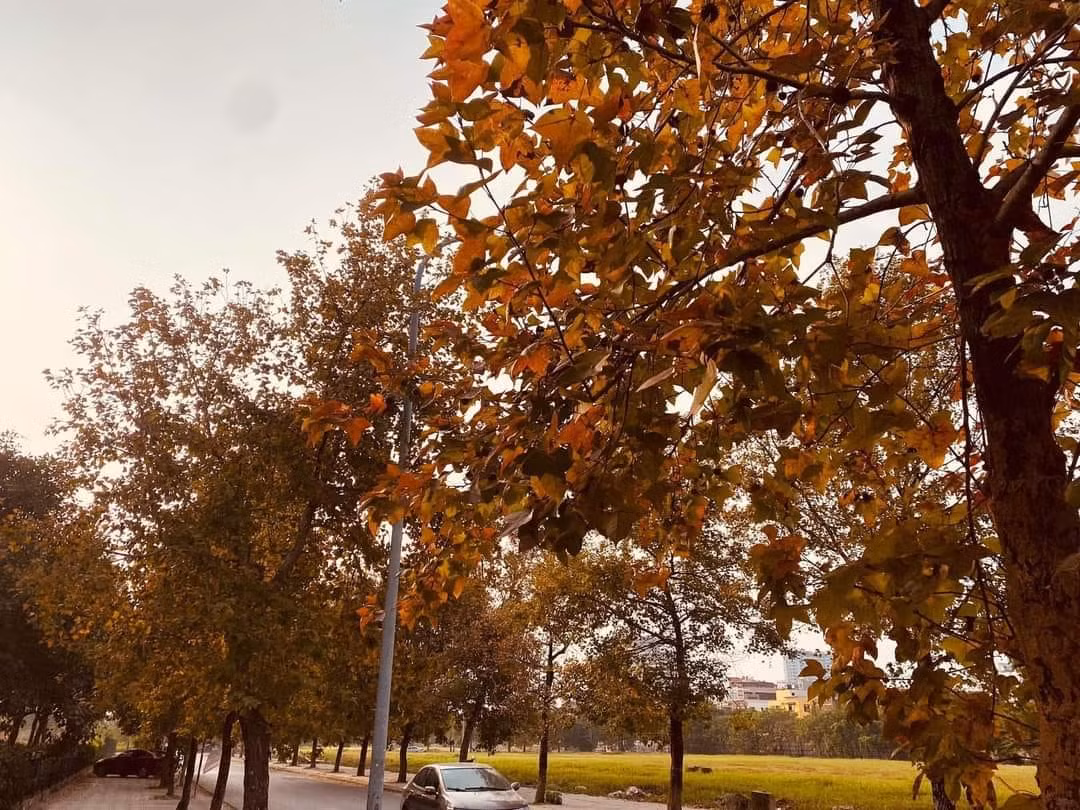 Ngoài hai hàng phong lá đỏ, nơi đây sở hữu "bức tường Hàn Quốc" với họa tiết hoa văn truyền thống, mái ngói xám, được nhiều bạn trẻ lựa chọn check-in. Ảnh: Le Hiep/ Hà Nội Riviu