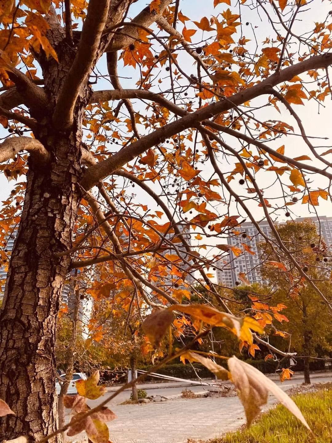 Thời điểm này, hàng cây phong tại đây đang đổi màu lá sang vàng cam tuyệt đẹp. Nơi đây nhanh chóng trở thành địa điểm check-in mới của các bạn trẻ Hà thành. Ảnh: Le Hiep/ Hà Nội Riviu