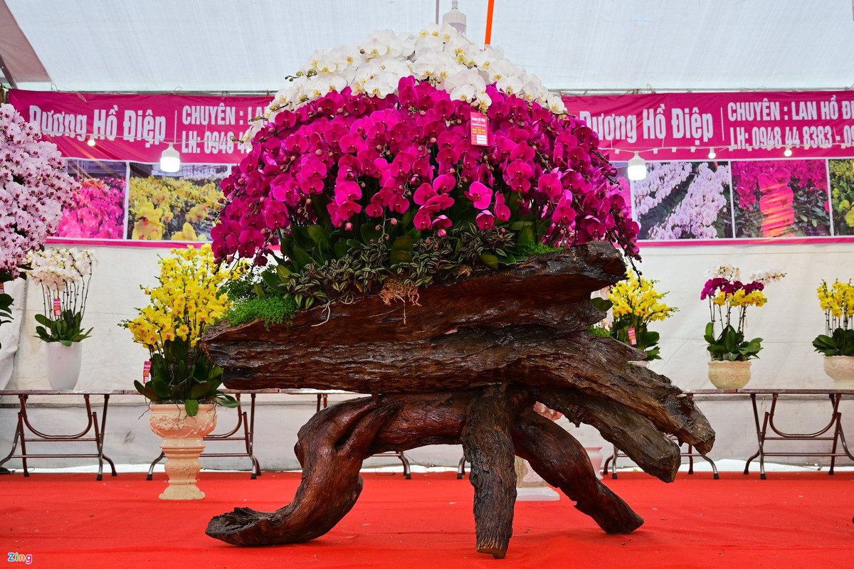 Chậu hoa hồ điệp này có thế "cóc ngậm kim tiền" mang ý nghĩa thu hút tiền tài cho gia chủ, giá 250 triệu đồng. Các cành được cắm kỳ công, cao dần về đỉnh, tượng trưng cho thỏi vàng. Chậu là gốc cây rừng có dáng tượng trưng cho loài cóc. Trong phong thuỷ, loài cóc mang ý nghĩa tốt lành, may mắn trong kinh doanh. Đây là sản phẩm được thiết kế bởi một trong những nghệ nhân cây cảnh xuất sắc ở Việt Nam.