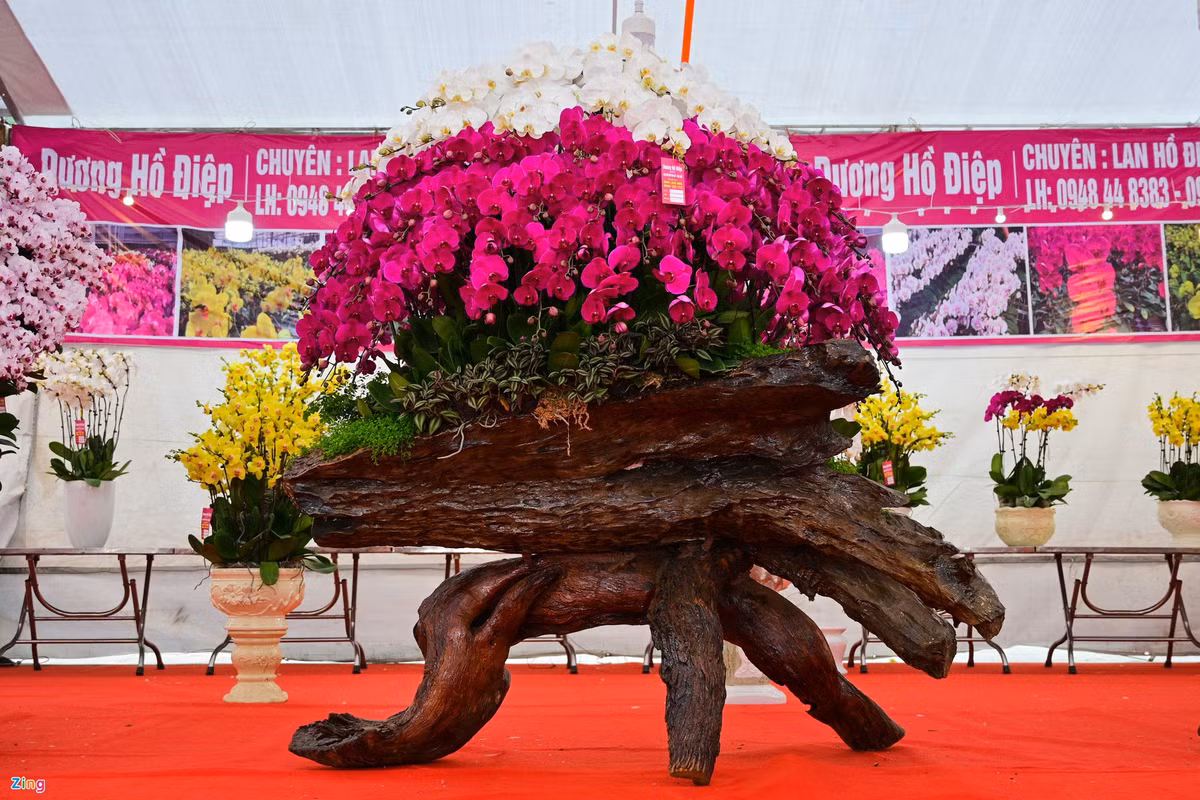 Chậu hoa hồ điệp này có thế "cóc ngậm kim tiền" mang ý nghĩa thu hút tiền tài cho gia chủ, giá 250 triệu đồng. Các cành được cắm kỳ công, cao dần về đỉnh, tượng trưng cho thỏi vàng. Chậu là gốc cây rừng có dáng tượng trưng cho loài cóc. Trong phong thuỷ, loài cóc mang ý nghĩa tốt lành, may mắn trong kinh doanh. Đây là sản phẩm được thiết kế bởi một trong những nghệ nhân cây cảnh xuất sắc ở Việt Nam.