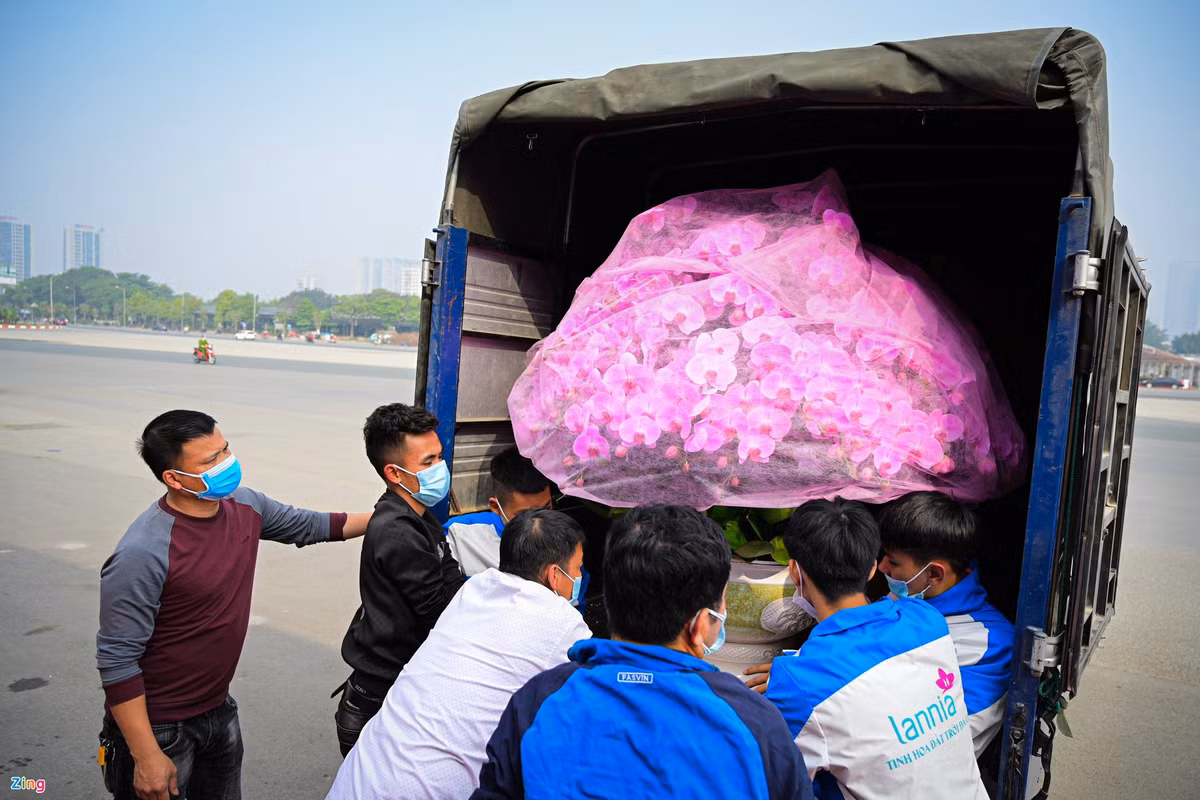 Chậu hoa này có giá 60 triệu đồng được đặt bởi một khách hàng ở thành phố Hoà Bình. Chi phí vận chuyển được tính theo số km tương ứng và người mua phải chịu hoàn toàn.