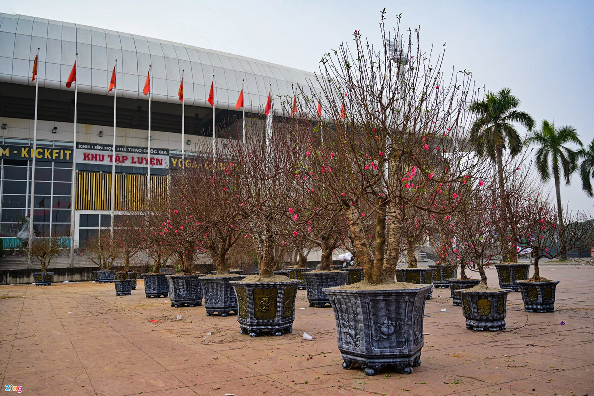 Tại cửa sân vận động quốc gia, ngoài hoa lan hồ điệp, một số tiểu thương bày bán các gốc đào Nhật Tân.