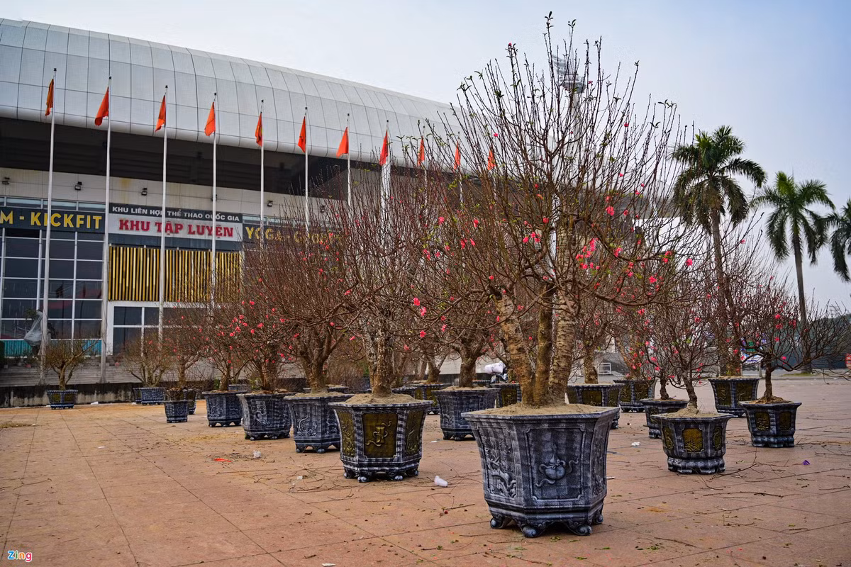 Tại cửa sân vận động quốc gia, ngoài hoa lan hồ điệp, một số tiểu thương bày bán các gốc đào Nhật Tân.