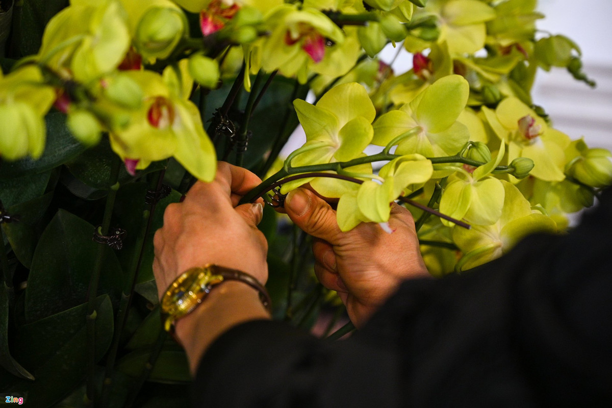 Hoa lan hồ điệp tại nhà vườn của bà Phạm Thuý Vân (52 tuổi) được nhập từ Đà Lạt, sau khi được vận chuyển ra Hà Nội sẽ có đội thợ cắm hoa trang trí. Bà cho biết hoa lan hồ điệp là loại hoa tương đối khó trồng và yêu cầu người trồng phải có chuyên môn.
