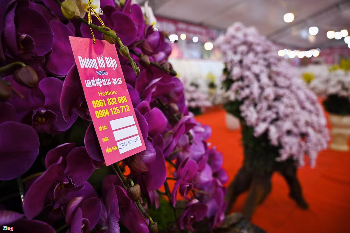 Mỗi chậu hoa đều được niêm yết giá ngay trên thân cây giúp khách hàng dễ lựa chọn.