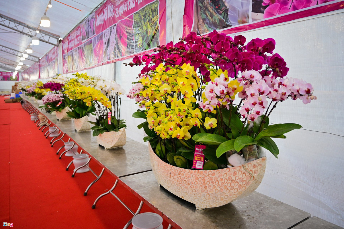 Anh Nguyễn Như Hoàng (36 tuổi), một nhà vườn cho biết việc trưng bày lan hồ điệp cũng mang nhiều ý nghĩa, từ dáng, thế, cho đến số cây trên đầu chậu. Có thể kể đến như: thế cánh buồm, thế mâm xôi... Cũng có những người lựa chọn số cành dựa vào con số phong thuỷ như 36 (phát lộc), 68 (lộc phát) hay 39, 79, 168...