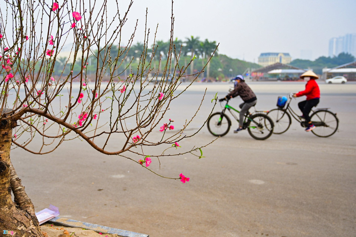 Tuy nhiên, thời điểm này vẫn còn sớm, chợ hoa đào chưa có nhiều khách ghé thăm.
