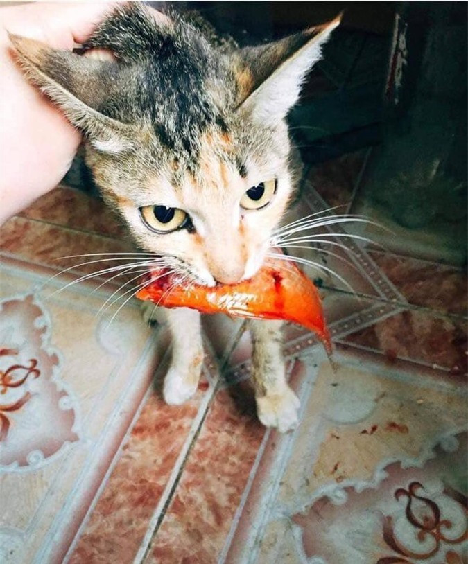 Gia môn bất hạnh, gia chủ bất lực là có thật. Sơ hở là "kẻ cắp" ngoạm ngay con cá chép của ông Công ông Táo.