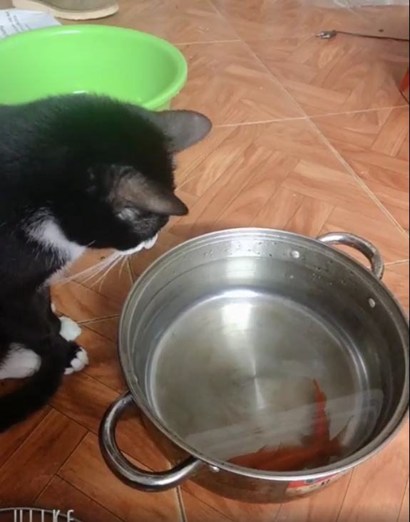 "Nép vào nhau đi cho an toàn anh em ơi, nó không vố được mình đâu" - cá nói.