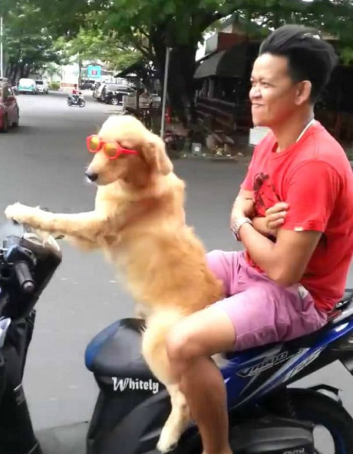 "Tài xế" này chân có vẻ hơi ngắn, người ngồi say đã giao tay lái cho nhầm người rồi.