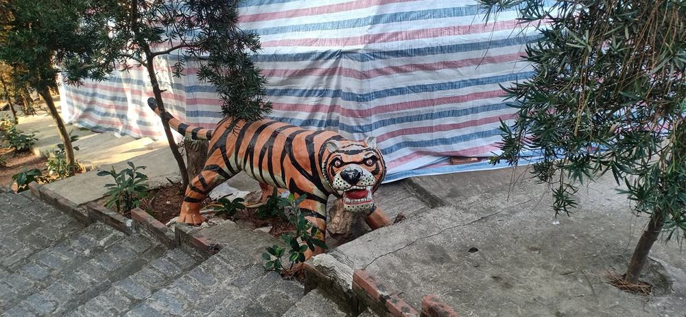 Thi thoảng lại có những chú hổ thể hiện sự uy nghiêm, dũng mãnh nhưng lại không thành công.