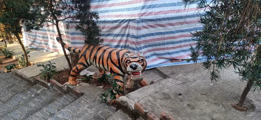 Thi thoảng lại có những chú hổ thể hiện sự uy nghiêm, dũng mãnh nhưng lại không thành công.